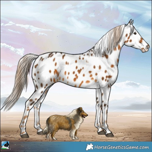 Horse Color:White Spotted Chocolate Palomino Appaloosa 