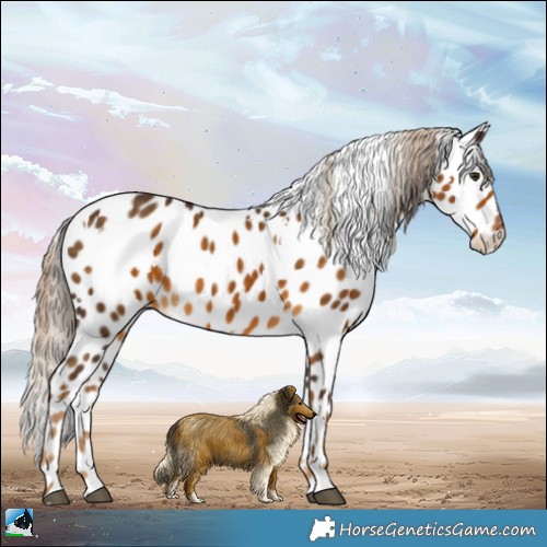 Horse Color:White Spotted Chocolate Palomino Appaloosa
