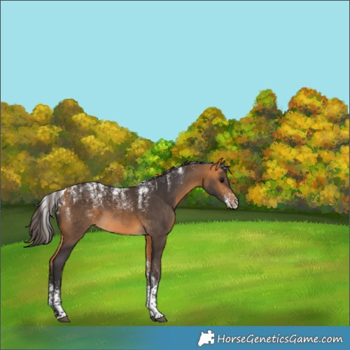 Horse Color:Powder White Buckskin Rabicano 