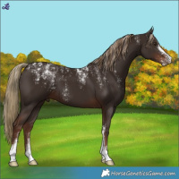 Horse Color:Powder White Liver Chestnut 
