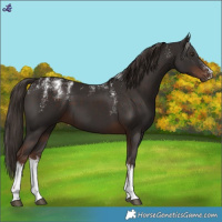 Horse Color:Powder White White Spotted Liver Chestnut 