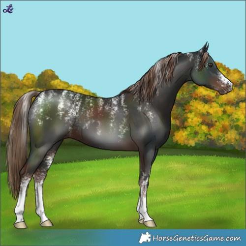 Horse Color:Powder White Liver Chestnut
