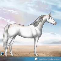 Horse Color:Powder White Silver Sable Champagne Dun Sabino Splash Frame Rabicano