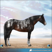 Horse Color:Powder White Brown Ice Sabino Rabicano