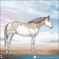 Horse Color:Powder White Chocolate Palomino Roan Splash Rabicano