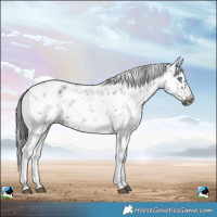 Horse Color:White Spotted Black Sabino Splash Frame Rabicano 