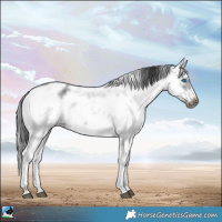 Horse Color:White Spotted Black Sabino Splash Frame Rabicano 
