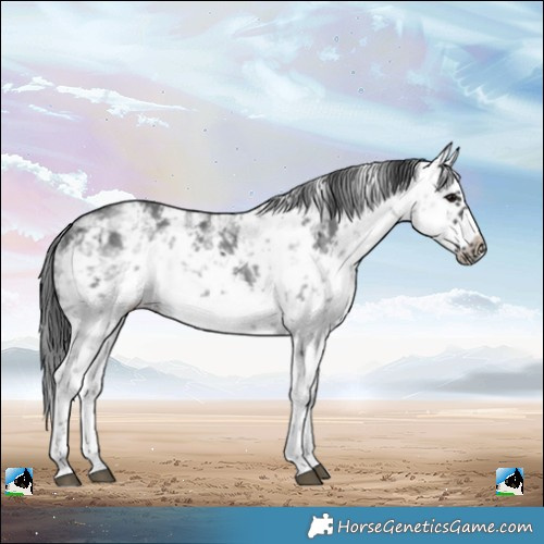 Horse Color:White Spotted Black Sabino Splash Frame 