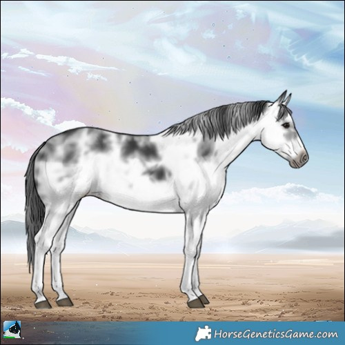 Horse Color:White Spotted Black Sabino Splash Frame 