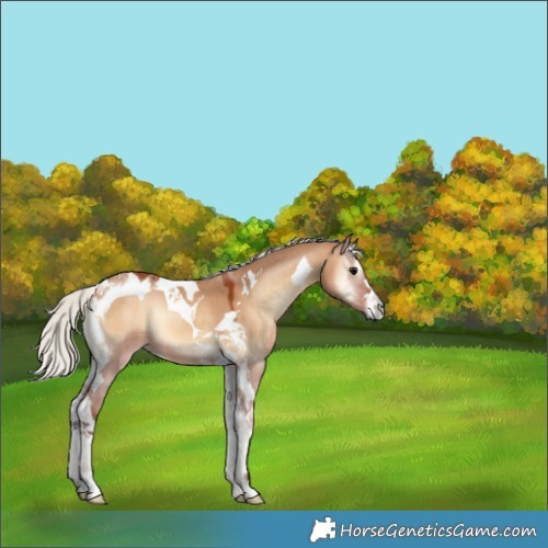 Horse Color:Silver Bay Onyx Tobiano 