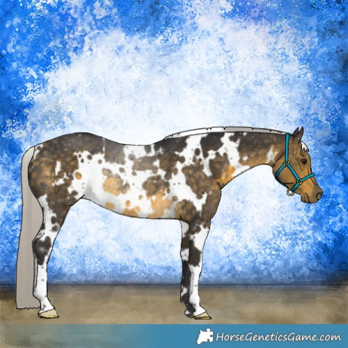 Horse Color:White Spotted Silver Buckskin Rabicano 