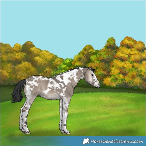 Horse Color:Grullo Onyx Tobiano