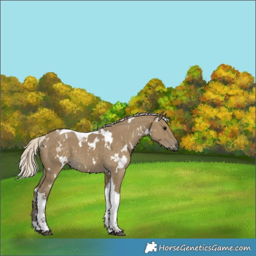 Horse Color:White Spotted Silver Smoky Grullo Tobiano 
