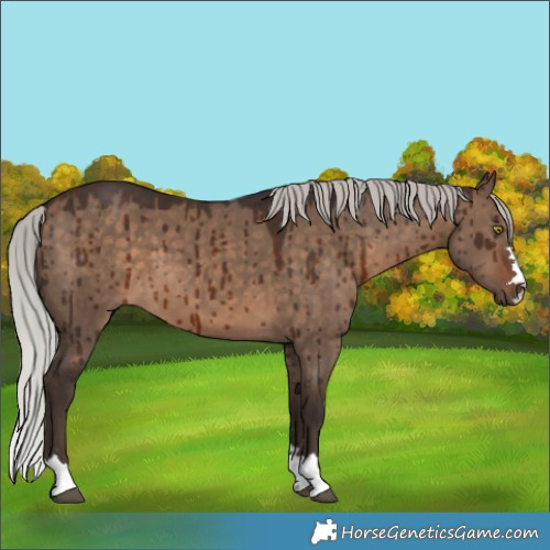 Horse Color:Silver Brown Dun Brindle 
