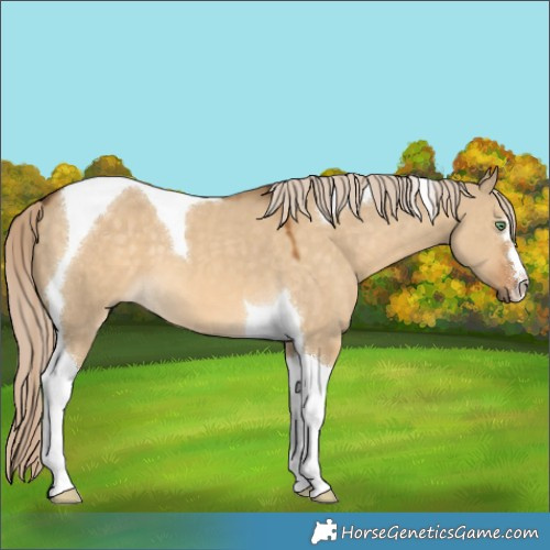 Horse Color:Chocolate Palomino Dun Tobiano 