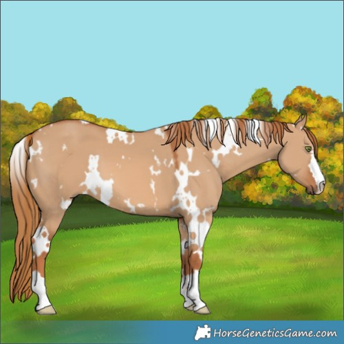 Horse Color:White Spotted Red Dun 