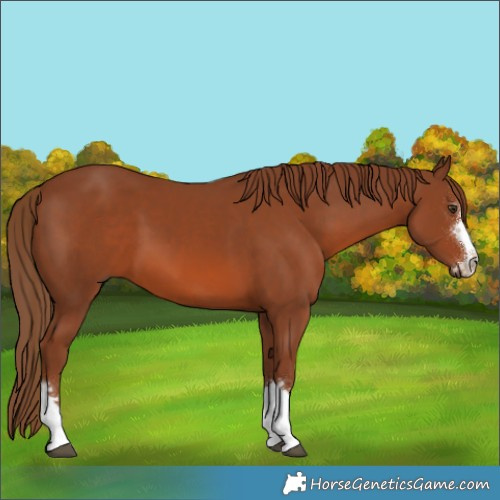 Horse Color:Chestnut 