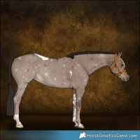 Horse Color:Liver Red Dun Tobiano 