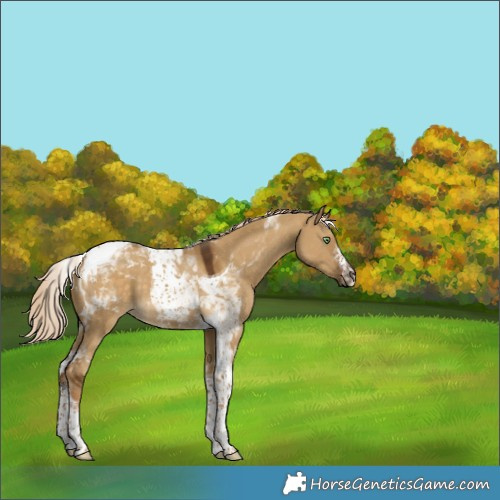 Horse Color:Chocolate Palomino Dun Tobiano 