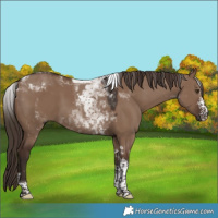 Horse Color:Liver Red Dun Sabino Tobiano