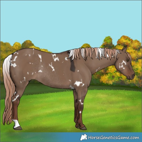 Horse Color:White Spotted Liver Red Dun Rabicano 
