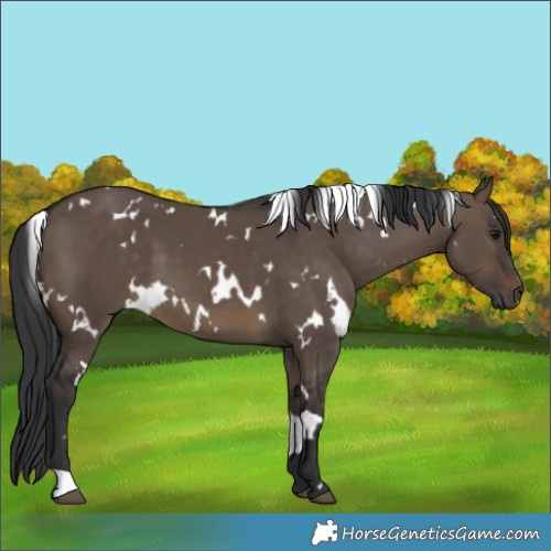 Horse Color:White Spotted Brown Dun 