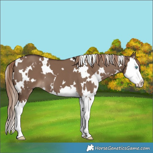 Horse Color:White Spotted Liver Red Dun Splash 