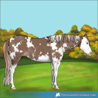 Horse Color:White Spotted Liver Red Dun Splash