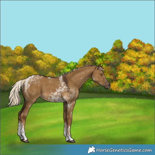 Horse Color:Chocolate Palomino Dun Tobiano 