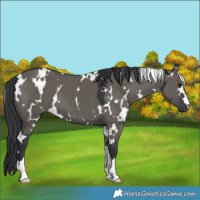 Horse Color:White Spotted Grullo 