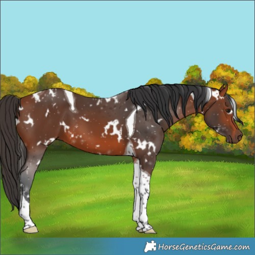 Horse Color:White Spotted Bay Tobiano 