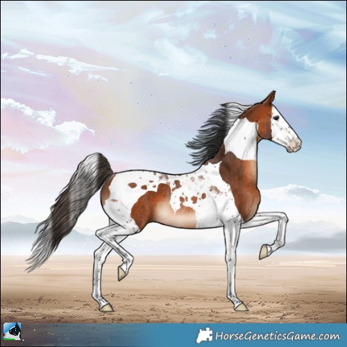 Horse Color:Bay Splash Tobiano Rabicano 