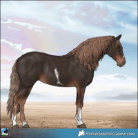 Horse Color:Liver Chestnut Tobiano Rabicano 