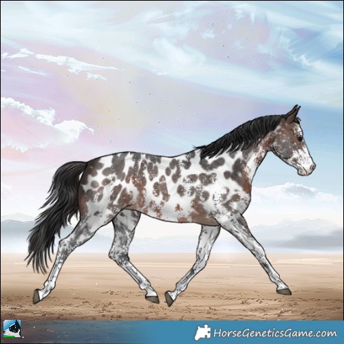 Horse Color:Brown Sabino Near Leopard Rabicano 