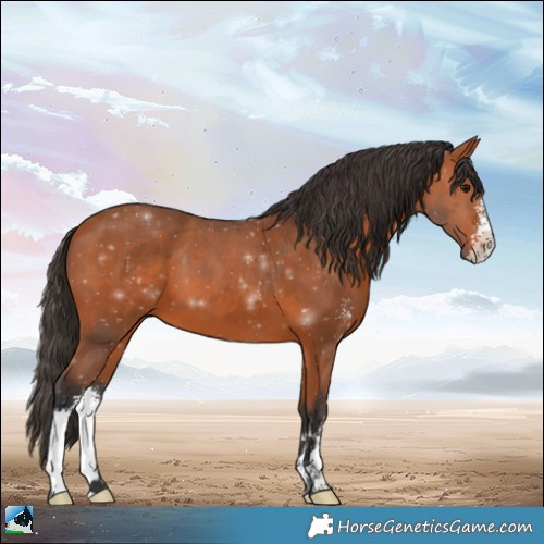 Horse Color:Bay Sabino 