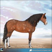 Horse Color:Bay Sabino 