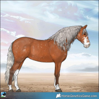 Horse Color:Silver Bay Sabino 