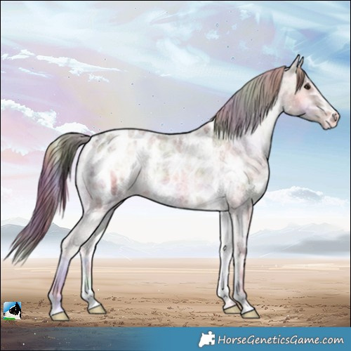 Horse Color:Nacre Red Onyx Ice Roan Appaloosa 