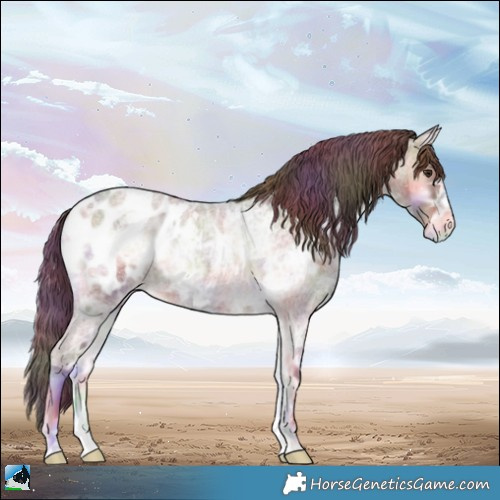 Horse Color:Nacre Red Onyx Ice Roan Appaloosa