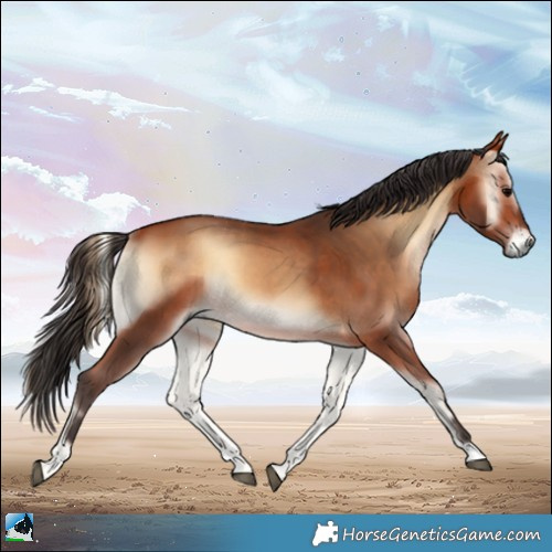 Horse Color:Bay Onyx