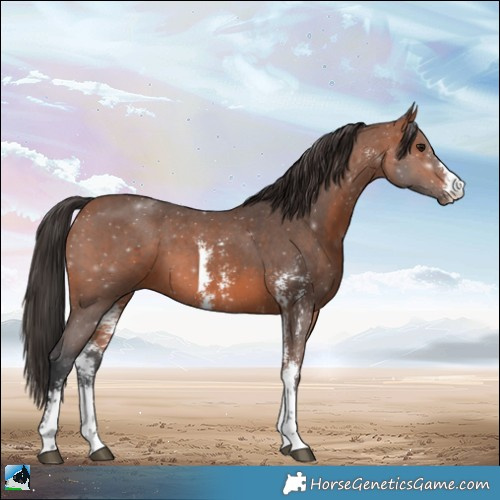 Horse Color:Bay Sabino 