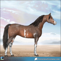 Horse Color:Bay Sabino
