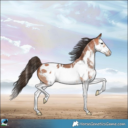 Horse Color:White Spotted Bay Splash Frame Appaloosa 