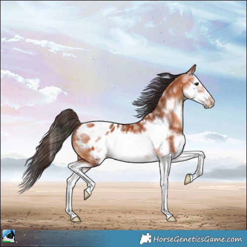 Horse Color:White Spotted Bay Splash Frame Appaloosa 