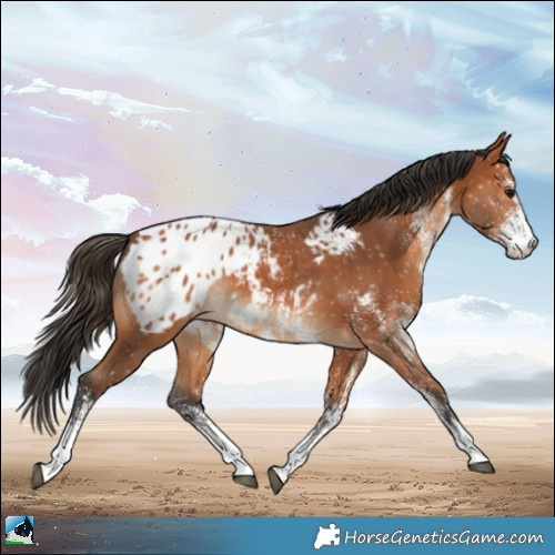 Horse Color:White Spotted Bay Appaloosa