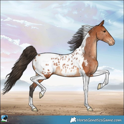 Horse Color:Bay Tobiano Appaloosa 