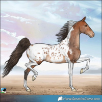 Horse Color:Bay Tobiano Blanket 