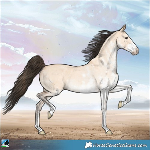 Horse Color:White Spotted Bay Dun
