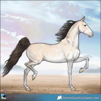 Horse Color:White Spotted Bay Dun 