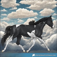 Horse Color:Black Tobiano